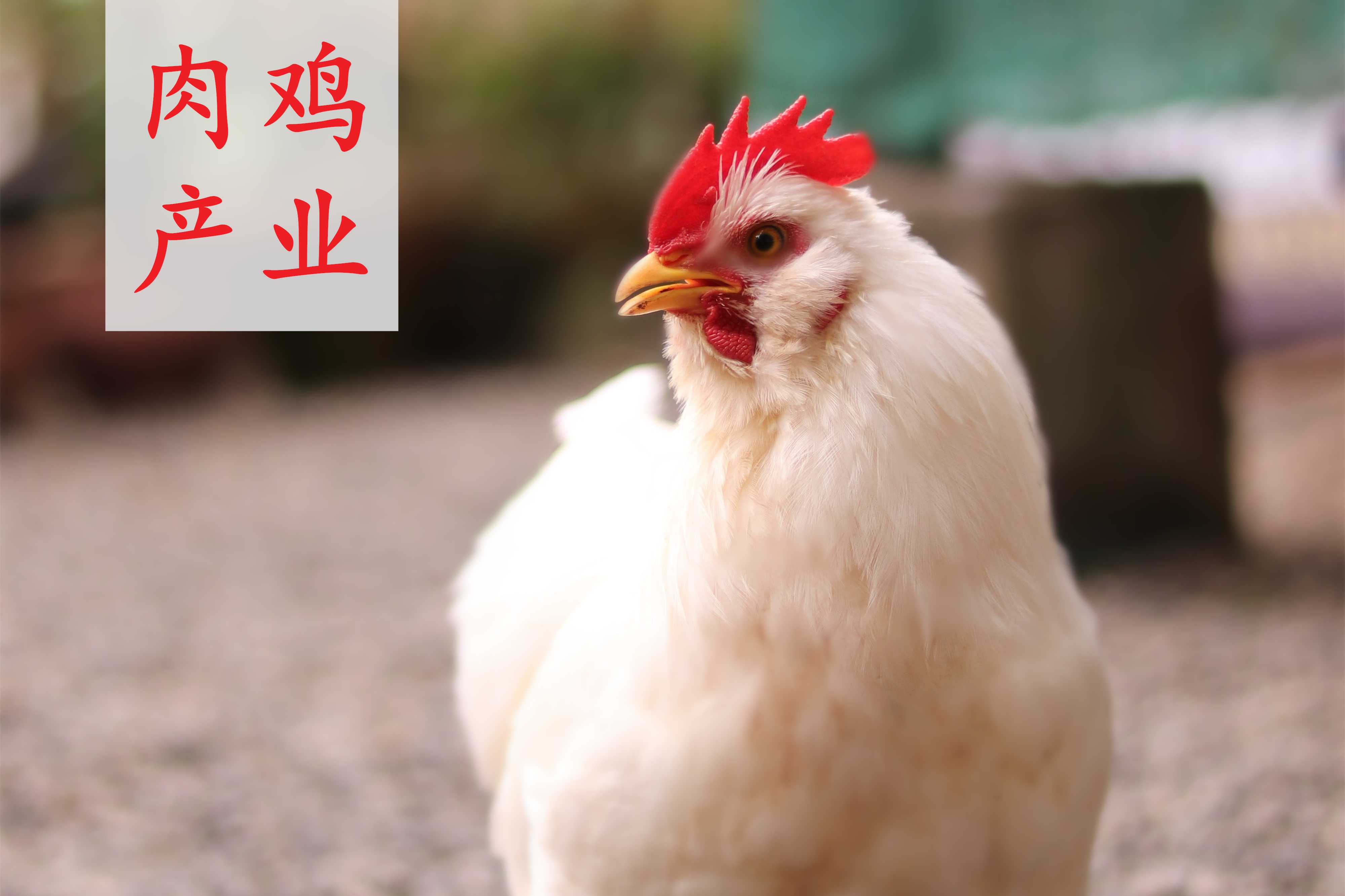 重磅发布|《中国肉鸡产业研究及投资分析报告（2024/2025年度）》